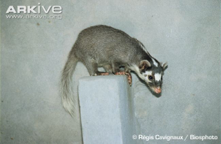 Illustration for article titled Monday Mustelid - Melogale moschata Edition